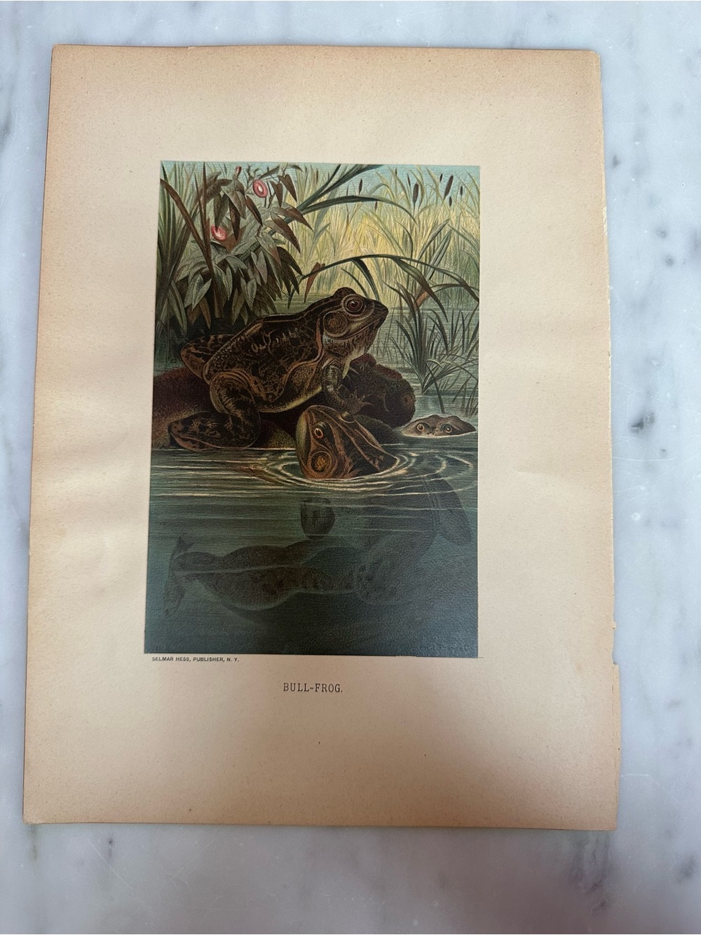 1880s Chromolithograph L. Prang/Selmar Hess - BULL FROG